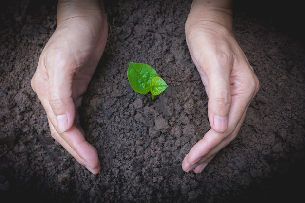 Mãos humanas que guardam o conceito pequeno verde da vida de planta Conceito da ecologia.