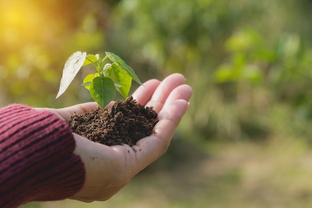 Mãos humanas que guardam o conceito pequeno verde da vida de planta Conceito da ecologia.