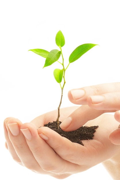 Mãos humanas seguram e preservam uma planta jovem