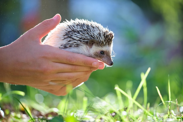 Mãos humanas segurando o pequeno animal de estimação ouriço africano ao ar livre num dia de verão. Manter animais domésticos e cuidar do conceito de animais de estimação.