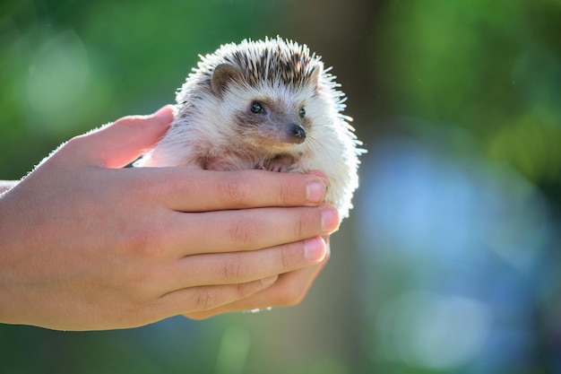 Mãos humanas segurando pequeno animal de estimação ouriço africano ao ar livre no dia de verão. Manter animais domésticos e cuidar do conceito de animais de estimação.