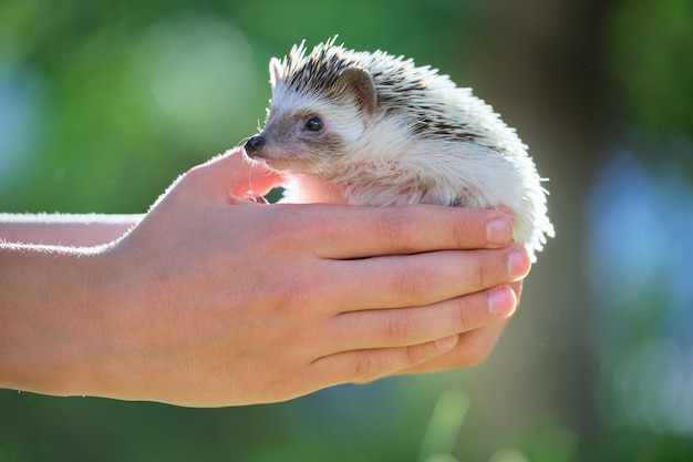 Mãos humanas segurando pequeno animal de estimação ouriço africano ao ar livre no dia de verão. Manter animais domésticos e cuidar do conceito de animais de estimação.