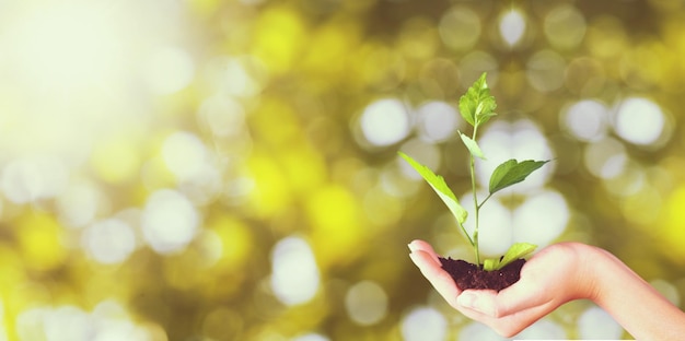 Mãos humanas segurando plantas no fundo desfocado