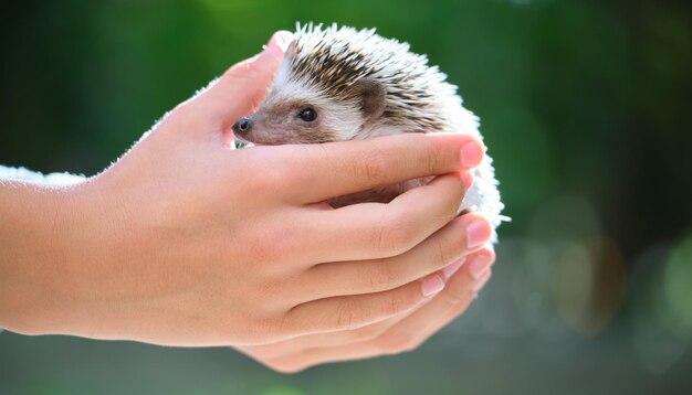 Mãos humanas segurando um pequeno ouriço africano ao ar livre no dia de verão Mantendo animais domésticos e cuidando do conceito de animais de estimação