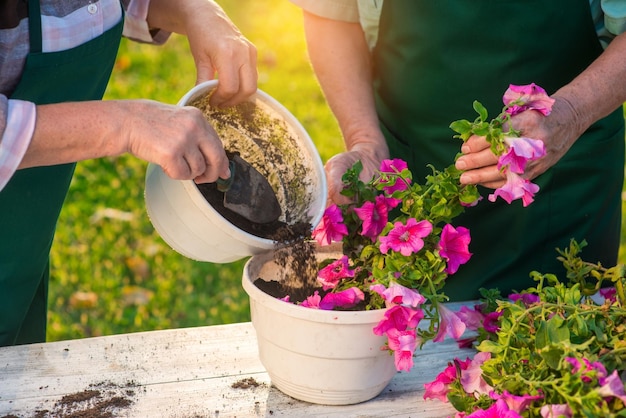 Mãos idosas trabalhando com flores