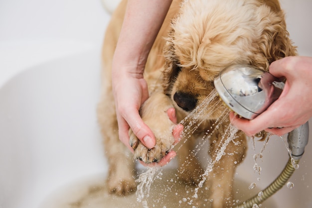 Foto mãos lavando um cachorro