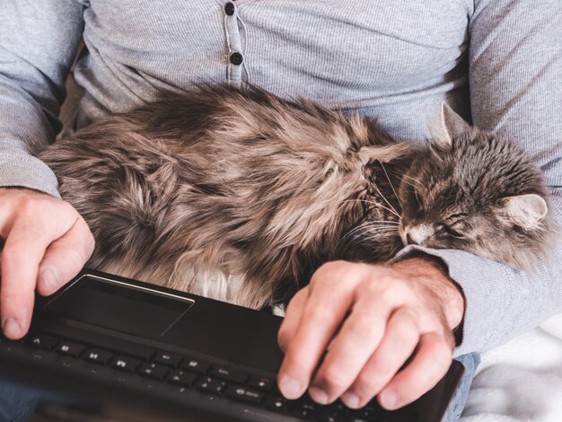 Mãos masculinas, laptop e um gatinho fofo e gentil. vista superior, close-up