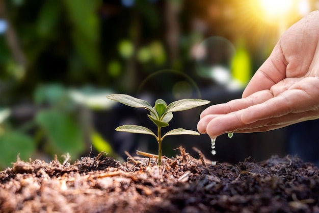 Mãos masculinas regando plantas mãos do agricultor verificando o crescimento de sementes de vegetais ou mudas de plantas conceito de negócio ou ecologia