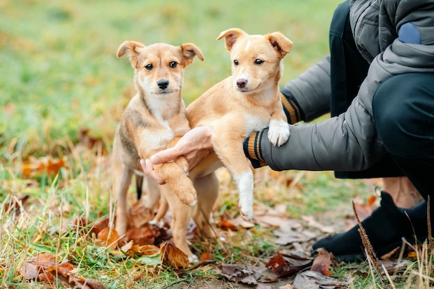 Mãos masculinas segurando dois cachorrinhos abandonados sem-teto.