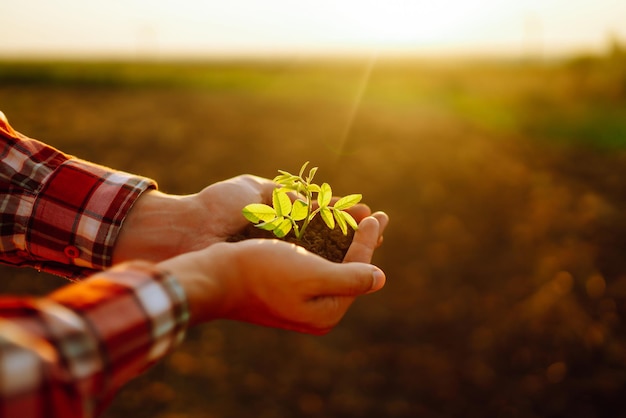 Mãos masculinas tocando o solo no campo Mão de especialista do agricultor verificando a saúde do solo antes do crescimento da semente