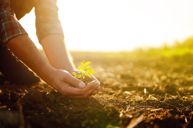 Mãos masculinas tocando o solo no campo Mão especialista do agricultor verificando a saúde do solo Conceito de ecologia