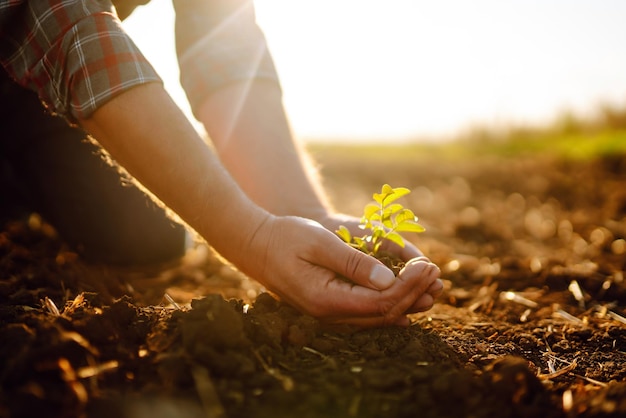 Mãos masculinas tocando o solo no campo Mão especializada do agricultor verificando a saúde do solo Conceito de ecologia