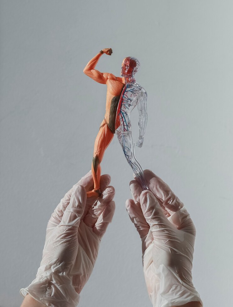 Foto mãos nas luvas segurando modelo d corpo humano sem pele com sistemas anatômicos circulatório e muscular ...