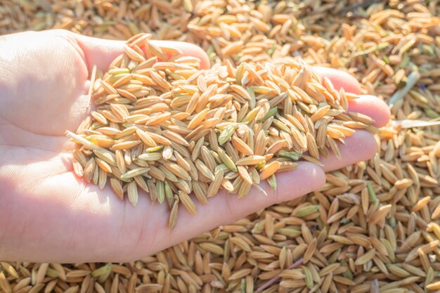 Mãos no arroz em casca no pôr do sol