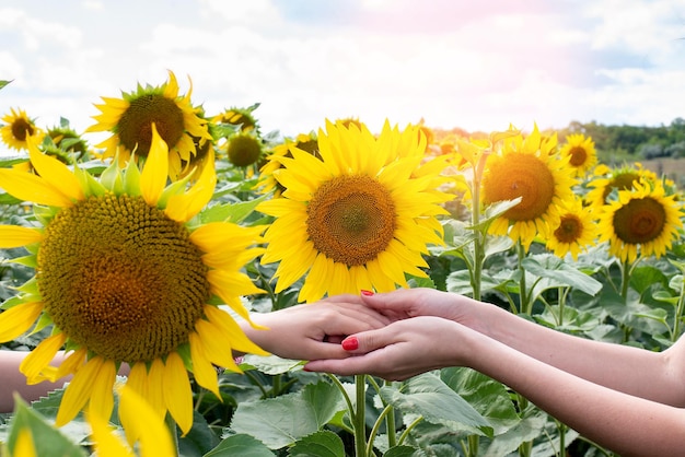 Mãos no contexto da flor de girassol madura amarela e suas sementes no campo