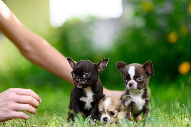 Mãos plantam filhotes de chihuahua sentados juntos na grama e olham em direções diferentes