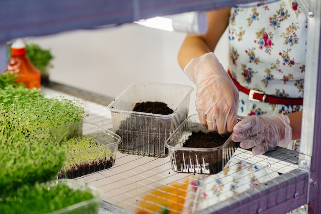 Mãos plantam sementes de micro-verdes em uma estufa moderna