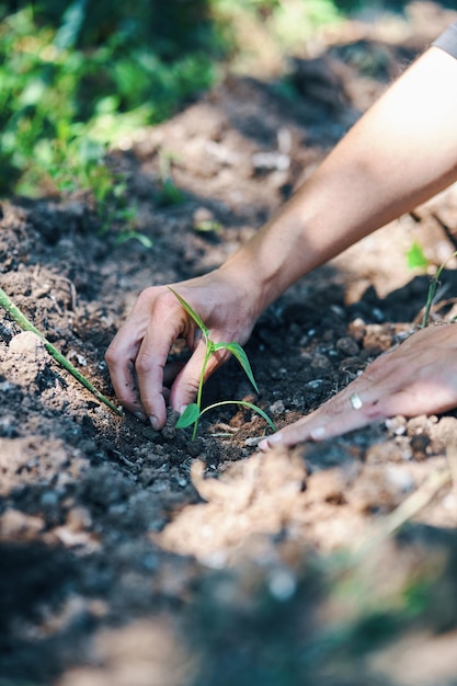 Mãos plantando na horta