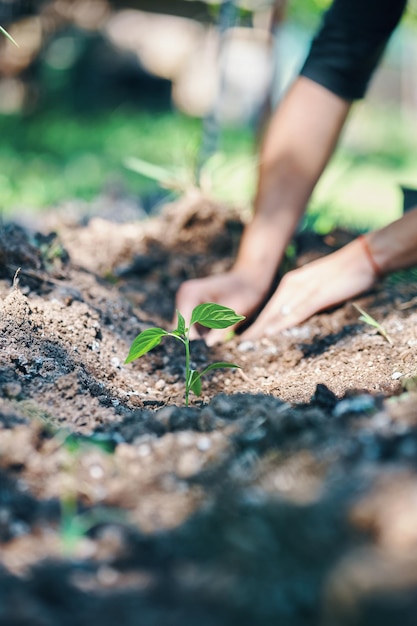 Mãos plantando na horta