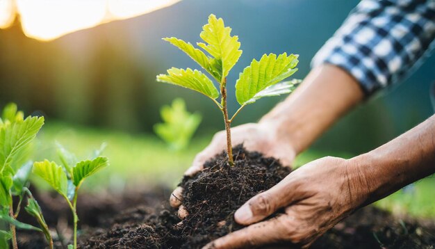 Foto mãos plantando novas árvores área aberta ambiente de montanha cuidado crescimento sustentabilidade natureza