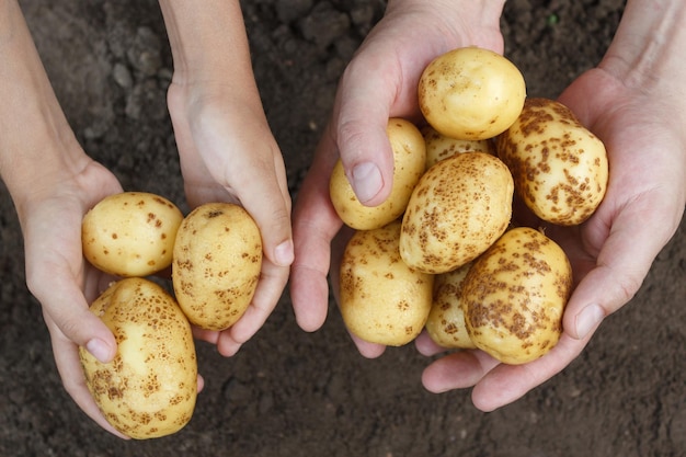 Foto mãos segurando batatas cruas amarelas