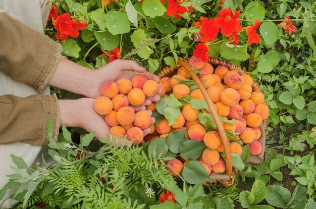 Mãos, segurando, damascos, jardim