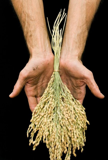 Mãos segurando planta de arroz contra fundo preto