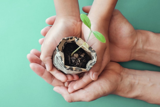 Mãos segurando plantas mudas em pote de jornal