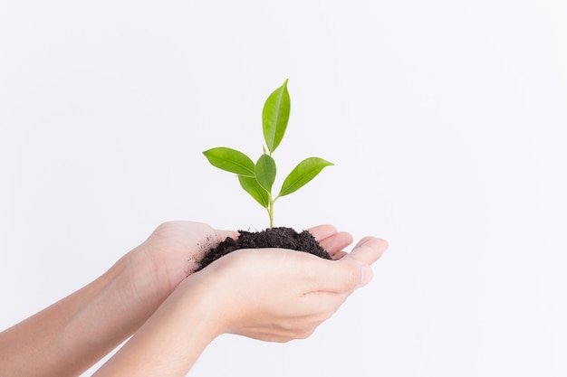 Mãos segurando plântulas no fundo branco, conceito de ecologia