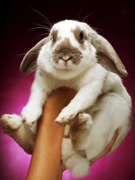 Foto mãos segurando um coelho em fundo rosa