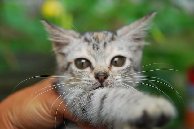 Foto mãos segurando um gatinho doméstico