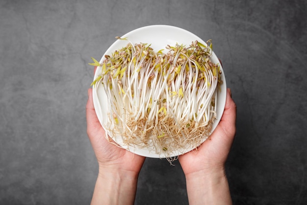 Mãos segurando um prato branco com feijão mungo germinado sobre fundo cinza