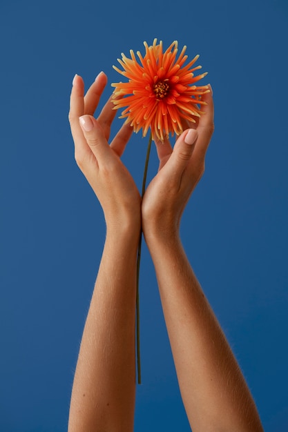 Foto mãos segurando uma flor com fundo azul