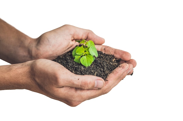 Mãos segurando uma jovem planta verde