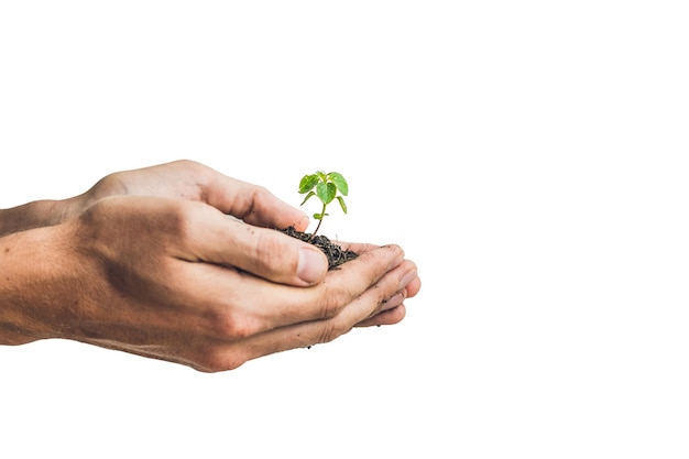 Mãos segurando uma jovem planta verde