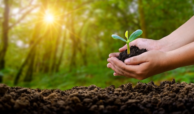 Foto mãos segurando uma planta com o solo