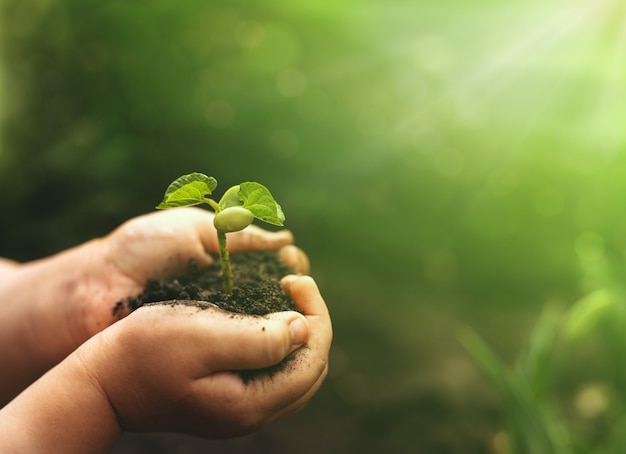 Foto mãos segurando uma planta de feijão para o plantio. conceito salvar mundo, dia mundial da terra, do meio ambiente.