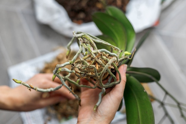 Mãos segurando uma planta de orquídea antes do replantio