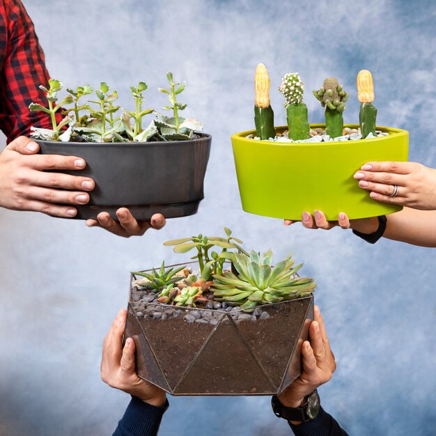 Foto mãos segurando uma planta de terrário, pote de vidro, pote de cerâmica