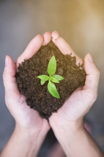 Mãos segurando uma planta jovem verde com luz solar