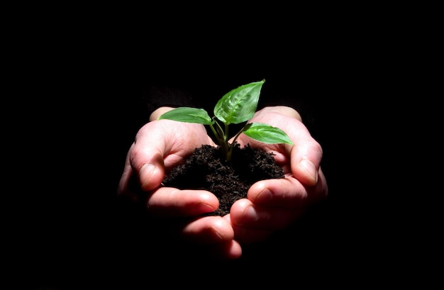 Mãos segurando uma planta no solo no preto