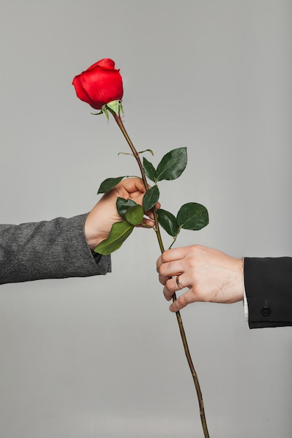 Mãos segurando uma rosa