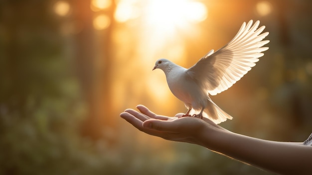 Mãos soltando uma pomba simbolizando paz e cura na saúde mental