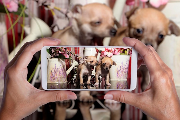 Mãos tirando foto de filhotes de cachorro chihuahua