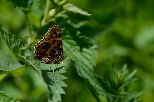 El mapa Araschnia levana mariposa en la naturaleza