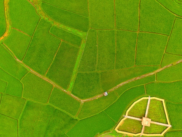 Mapa de la granja de arroz, vista de pájaro