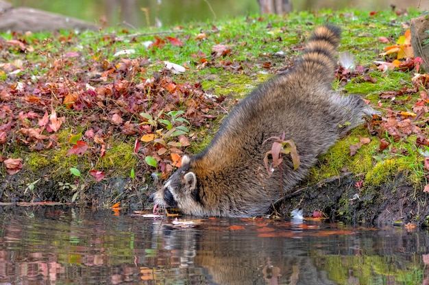 Mapache apoyado en el agua para beber