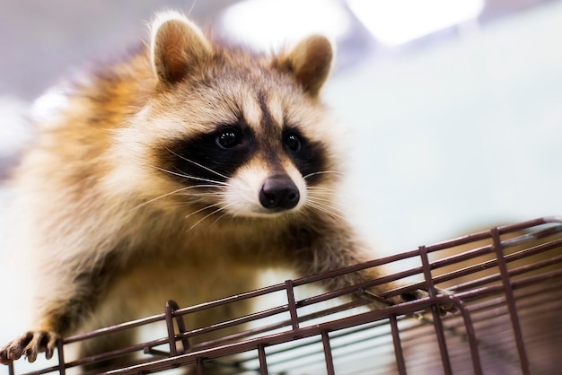 Mapache de cerca sentado en la jaula