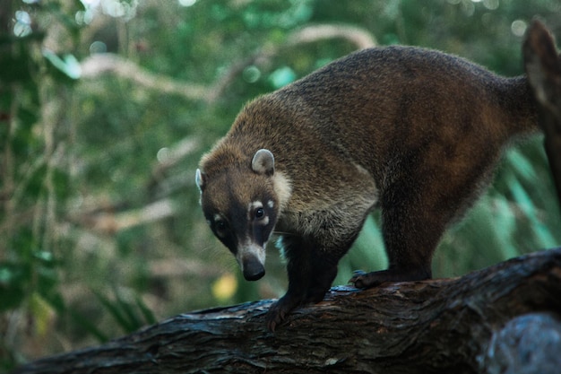 Mapache coati nosuha Nasua narica en la naturaleza de Yukotan