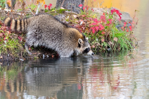 Mapache entrando al agua y buscando comida